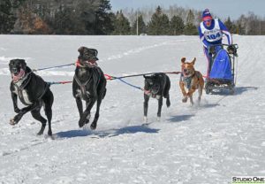 Northern Pines Sled Dog Race, NPSDR in Iron River WI