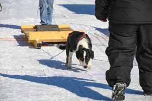 Northern Pines Sled Dog Race, Iron River WI., NPSDR, weight pulling, sprint race, sled dogs, dog mushing, snow sleds, mushing