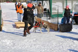 Northern Pines Sled Dog Race, Iron River WI., NPSDR, weight pulling, sprint race, sled dogs, dog mushing, snow sleds, mushing