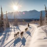 Northern Pines Sled Dog Race - AI Generated Art