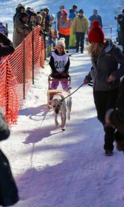 Northern Pines Sled Dog Race in Iron River WI