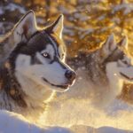 Northern Pines Sled Dog Race - AI Generated Art