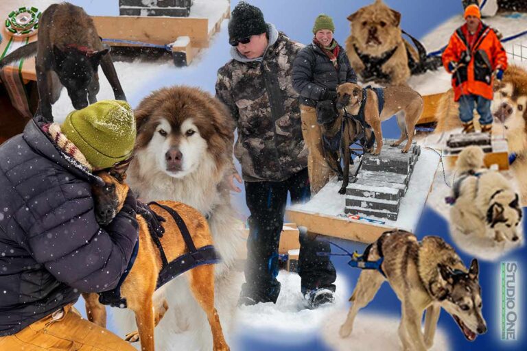 Northern Pines Sled Dog Race, NPSDR, Sprint and Mid-Distance Dog Racing, W3PO Weight Pull and Kids Fun Mutt Run in Iron River WI. Lets go dog mushing.