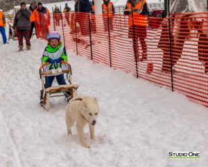 Northern Pines Sled Dog Race, Kids Fun Mutt Run, Iron River WI., 2025