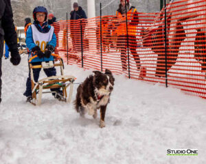 Northern Pines Sled Dog Race, Kids Fun Mutt Run, Iron River WI., 2025