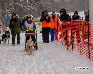 Northern Pines Sled Dog Race, Kids Fun Mutt Run, Iron River WI., 2025