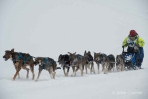 Northern Pines Sled Dog Race, Iron River WI., 2025