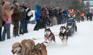 Northern Pines Sled Dog Race, Iron River WI., 2025