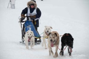Northern Pines Sled Dog Race, Iron River WI., 2025