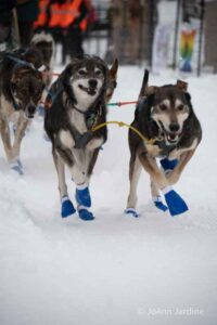 Northern Pines Sled Dog Race, Iron River WI., 2025