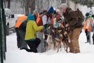 Northern Pines Sled Dog Race, Iron River WI., 2025