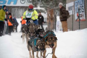 Northern Pines Sled Dog Race, Iron River WI., 2025