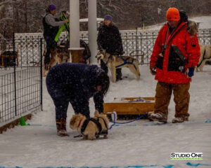 Northern Pines Sled Dog Race, W3PO Sanctioned Weight Pulling, Iron River WI., 2025