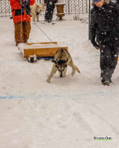Northern Pines Sled Dog Race, W3PO Sanctioned Weight Pulling, Iron River WI., 2025