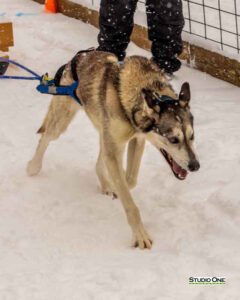 Northern Pines Sled Dog Race, W3PO Sanctioned Weight Pulling, Iron River WI., 2025