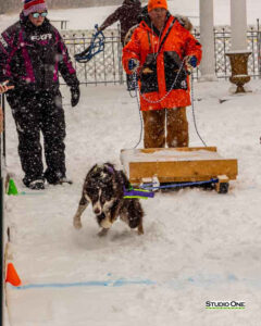 Northern Pines Sled Dog Race, W3PO Sanctioned Weight Pulling, Iron River WI., 2025