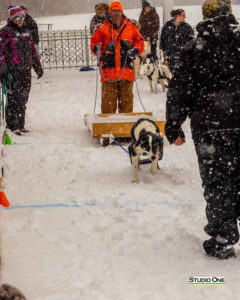 Northern Pines Sled Dog Race, W3PO Sanctioned Weight Pulling, Iron River WI., 2025