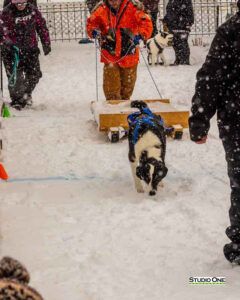Northern Pines Sled Dog Race, W3PO Sanctioned Weight Pulling, Iron River WI., 2025