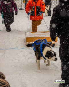 Northern Pines Sled Dog Race, W3PO Sanctioned Weight Pulling, Iron River WI., 2025