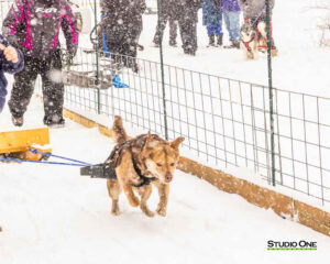 Northern Pines Sled Dog Race, W3PO Sanctioned Weight Pulling, Iron River WI., 2025