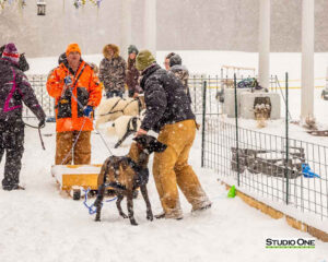 Northern Pines Sled Dog Race, W3PO Sanctioned Weight Pulling, Iron River WI., 2025