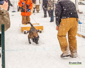 Northern Pines Sled Dog Race, W3PO Sanctioned Weight Pulling, Iron River WI., 2025
