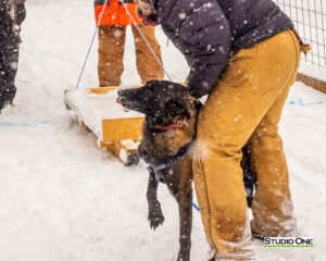 Northern Pines Sled Dog Race, W3PO Sanctioned Weight Pulling, Iron River WI., 2025