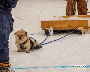 Northern Pines Sled Dog Race, W3PO Sanctioned Weight Pulling, Iron River WI., 2025