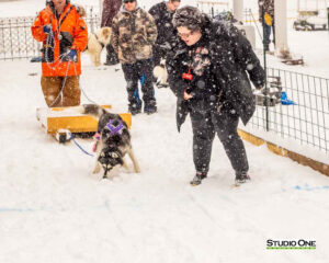 Northern Pines Sled Dog Race, W3PO Sanctioned Weight Pulling, Iron River WI., 2025