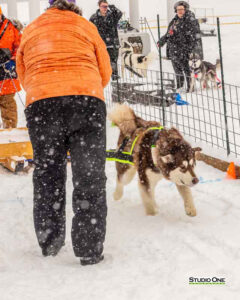 Northern Pines Sled Dog Race, W3PO Sanctioned Weight Pulling, Iron River WI., 2025