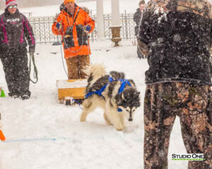 Northern Pines Sled Dog Race, W3PO Sanctioned Weight Pulling, Iron River WI., 2025