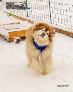 Northern Pines Sled Dog Race, W3PO Sanctioned Weight Pulling, Iron River WI., 2025