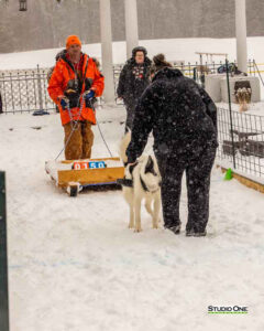 Northern Pines Sled Dog Race, W3PO Sanctioned Weight Pulling, Iron River WI., 2025