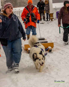 Northern Pines Sled Dog Race, W3PO Sanctioned Weight Pulling, Iron River WI., 2025