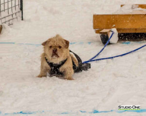 Northern Pines Sled Dog Race, W3PO Sanctioned Weight Pulling, Iron River WI., 2025
