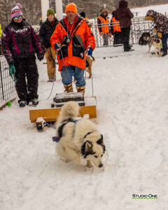 Northern Pines Sled Dog Race, W3PO Sanctioned Weight Pulling, Iron River WI., 2025