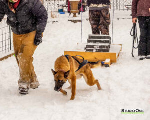 Northern Pines Sled Dog Race, W3PO Sanctioned Weight Pulling, Iron River WI., 2025