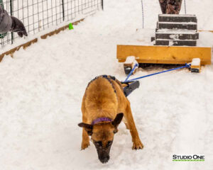 Northern Pines Sled Dog Race, W3PO Sanctioned Weight Pulling, Iron River WI., 2025