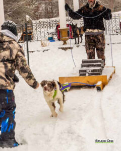 Northern Pines Sled Dog Race, W3PO Sanctioned Weight Pulling, Iron River WI., 2025
