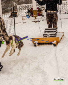 Northern Pines Sled Dog Race, W3PO Sanctioned Weight Pulling, Iron River WI., 2025