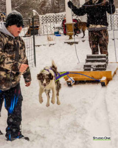 Northern Pines Sled Dog Race, W3PO Sanctioned Weight Pulling, Iron River WI., 2025