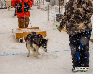 Northern Pines Sled Dog Race, W3PO Sanctioned Weight Pulling, Iron River WI., 2025