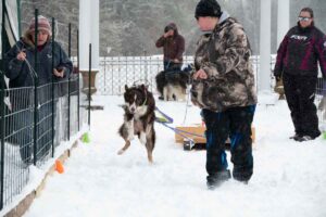 Northern Pines Sled Dog Race, W3PO Sanctioned Weight Pulling, Iron River WI., 2025