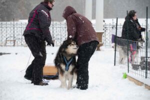 Northern Pines Sled Dog Race, W3PO Sanctioned Weight Pulling, Iron River WI., 2025