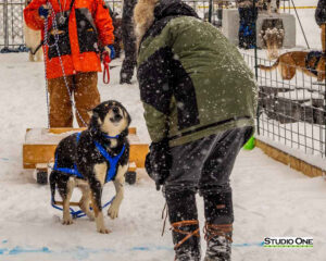 Northern Pines Sled Dog Race, W3PO Sanctioned Weight Pulling, Iron River WI., 2025