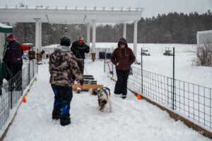 Northern Pines Sled Dog Race, W3PO Sanctioned Weight Pulling, Iron River WI., 2025