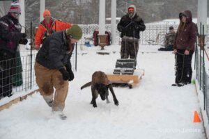 Northern Pines Sled Dog Race, W3PO Sanctioned Weight Pulling, Iron River WI., 2025