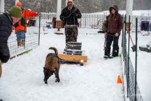 Northern Pines Sled Dog Race, W3PO Sanctioned Weight Pulling, Iron River WI., 2025