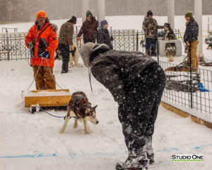 Northern Pines Sled Dog Race, W3PO Sanctioned Weight Pulling, Iron River WI., 2025