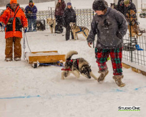 Northern Pines Sled Dog Race, W3PO Sanctioned Weight Pulling, Iron River WI., 2025